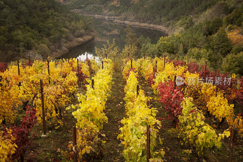 秋天的Ribeira sacra葡萄园